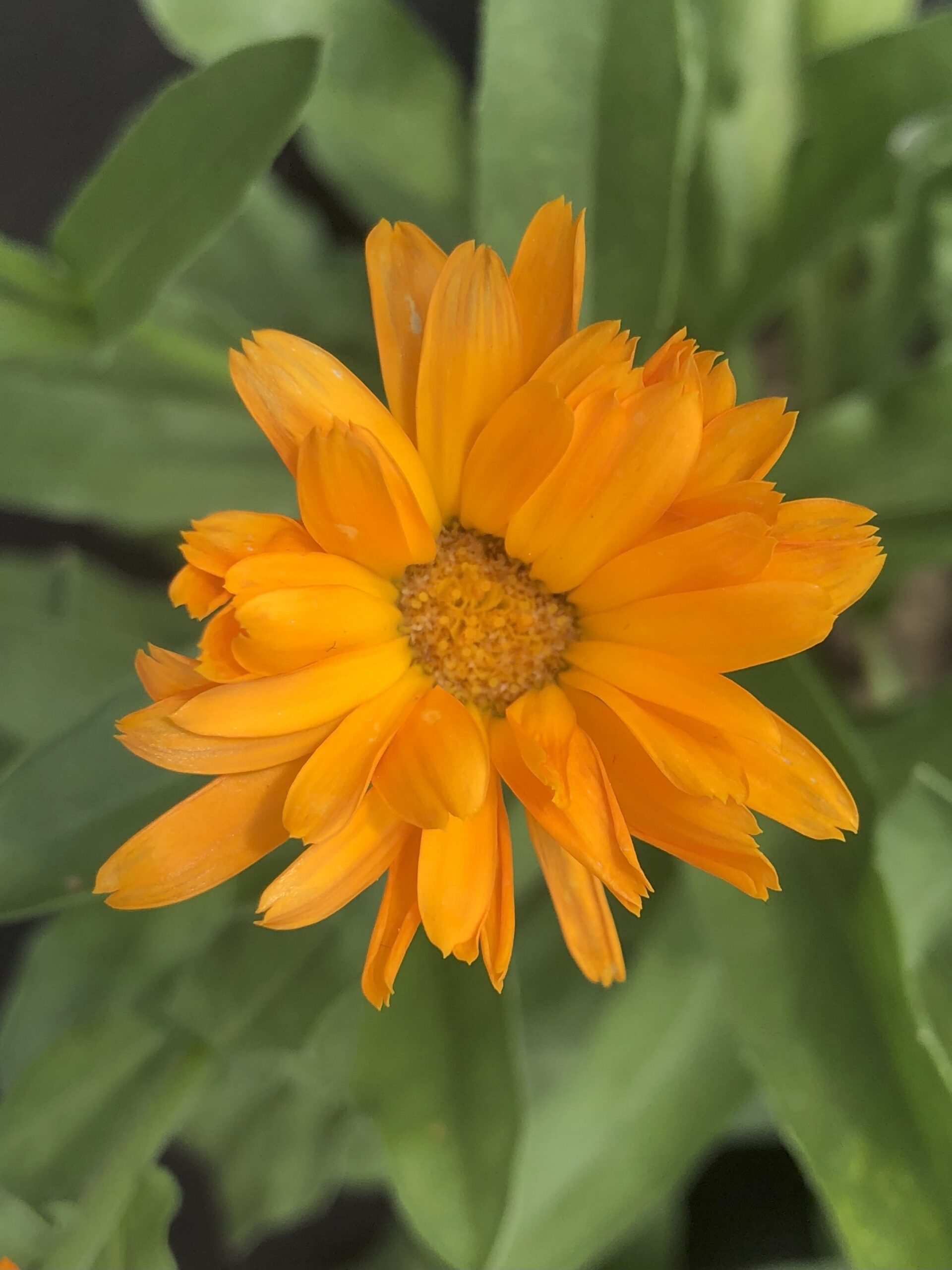 Growing Herbs From Start to Finish